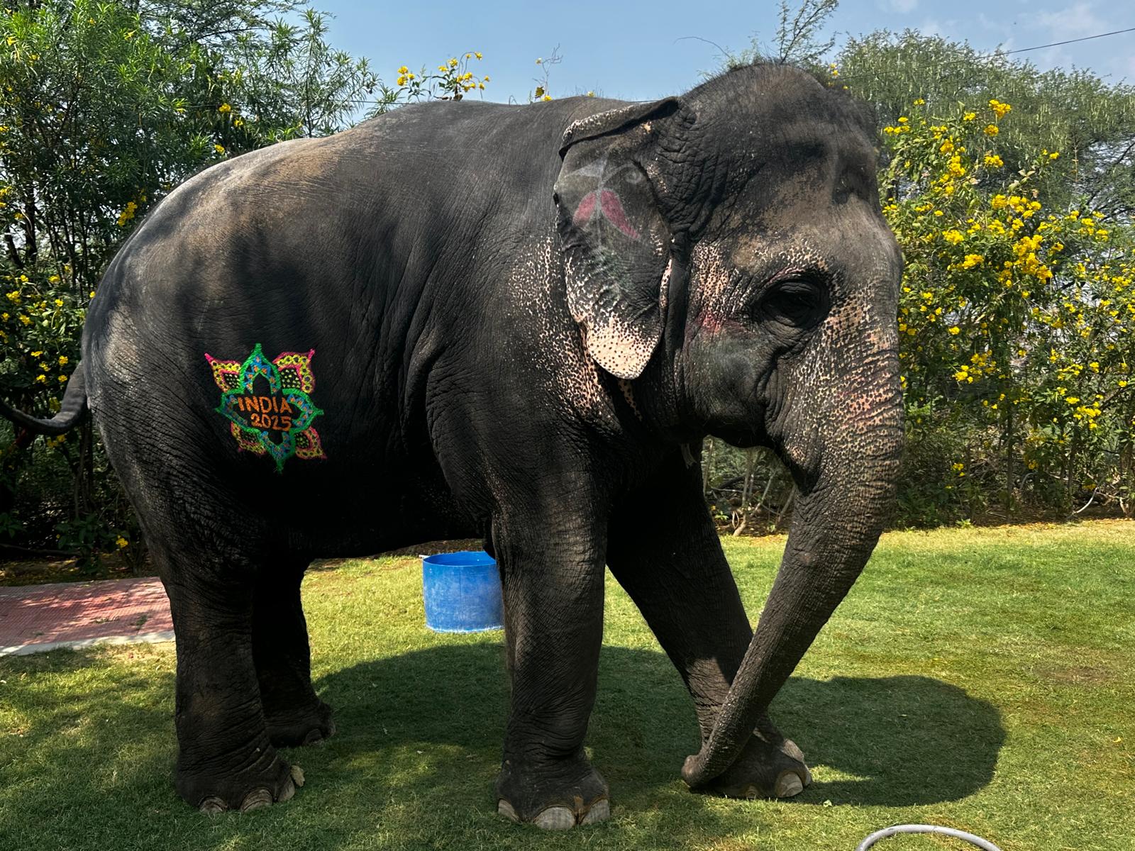 Child petting elephant