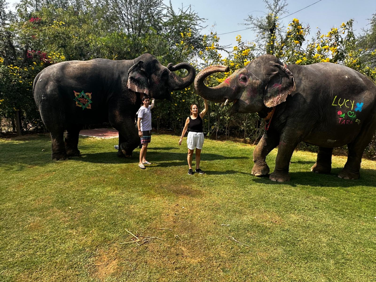 Group of tourists with elephants