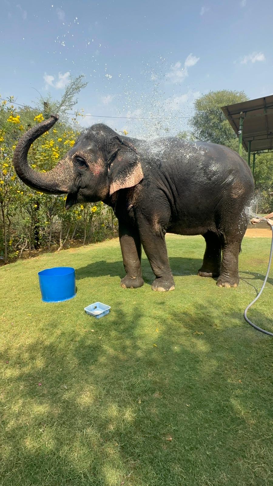 Tourist walking with elephant